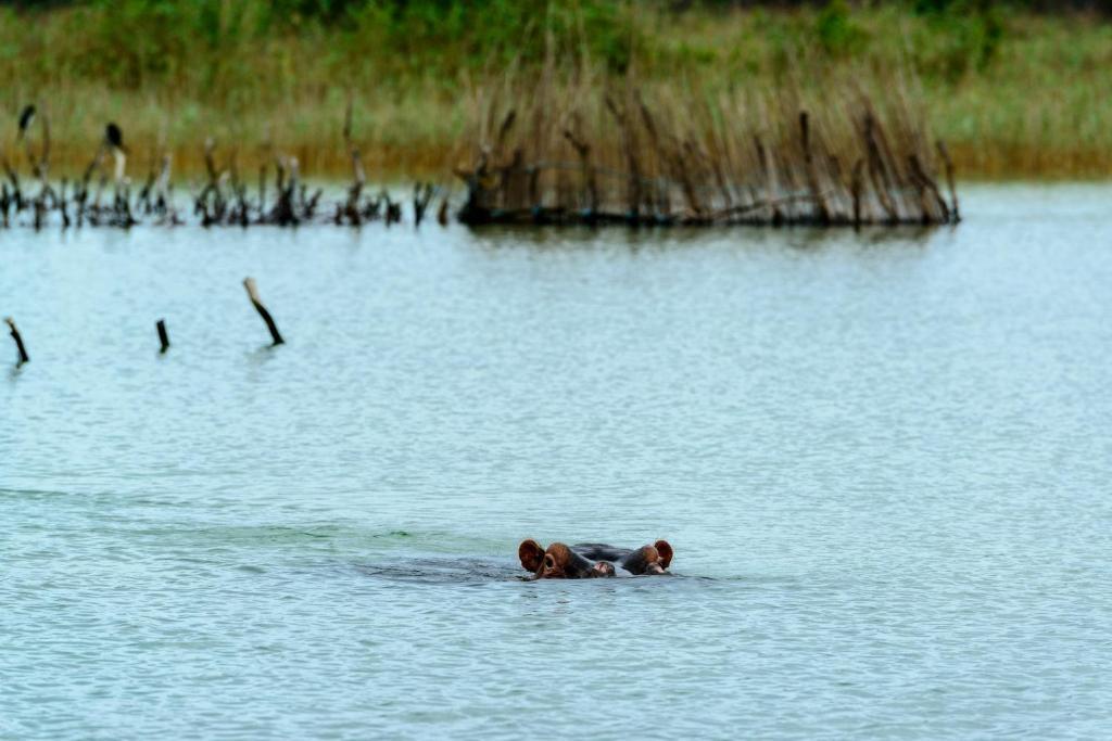 Kosi Forest Lodge Manguzi Ngoại thất bức ảnh